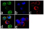 CCR2 Recombinant Superclonal™ Antibody