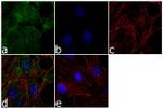 MEK3 Recombinant Superclonal™ Antibody (1HCLC)