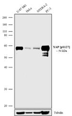 Phospho-YAP1 (Ser127) Antibody in Western Blot (WB)