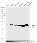RhoB Antibody in Western Blot (WB)