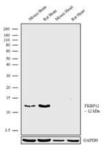 FKBP12 Recombinant Superclonal™ Antibody (1 HCLC)