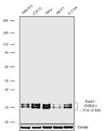 RACK1 Antibody in Western Blot (WB)