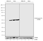 Phospho-FOXO4 (Ser197) Recombinant Superclonal™ Antibody (12HCLC)