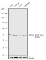 ILK Antibody in Western Blot (WB)