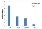 IRF5 Antibody in ChIP Assay (ChIP)