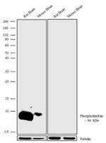 Phospho-Phospholamban (Ser16, Thr17) Recombinant Superclonal™ Antibody