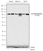 Phospho-beta Catenin (Ser552) Antibody in Western Blot (WB)