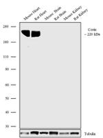CORIN Antibody in Western Blot (WB)