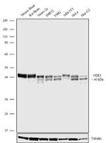 NDE1 Recombinant Superclonal™ Antibody