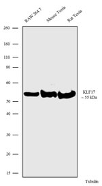 KLF17 Antibody in Western Blot (WB)