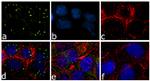 FXR1 Recombinant Superclonal™ Antibody