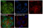 PIP5K1C Recombinant Superclonal™ Antibody (16HCLC)