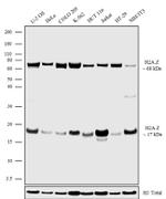 Histone H2A.Z Recombinant Superclonal™ Antibody