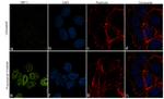 XBP1 Recombinant Superclonal™ Antibody