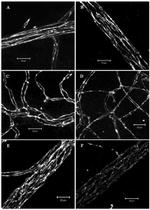 Occludin Antibody in Immunohistochemistry, Immunocytochemistry (IHC, ICC/IF)
