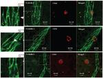 Occludin Antibody in Immunocytochemistry (ICC/IF)