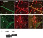Occludin Antibody in Immunocytochemistry (ICC/IF)