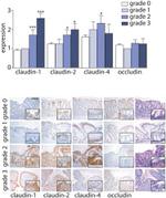 Occludin Antibody in Immunohistochemistry (Paraffin) (IHC (P))