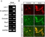 Occludin Antibody in Immunocytochemistry (ICC/IF)