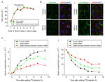 Occludin Antibody in Immunocytochemistry (ICC/IF)