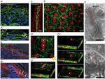 Occludin Antibody in Immunohistochemistry (Frozen) (IHC (F))