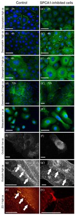 Occludin Antibody in Immunocytochemistry (ICC/IF)