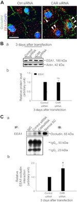 Occludin Antibody in Immunocytochemistry (ICC/IF)