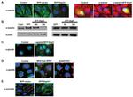 Occludin Antibody in Immunocytochemistry (ICC/IF)