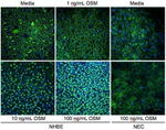 Occludin Antibody in Immunocytochemistry (ICC/IF)