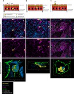 Occludin Antibody in Immunocytochemistry (ICC/IF)