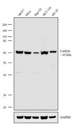 PRMT4 Recombinant Superclonal™ Antibody (2HCLC)
