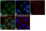 MAPKAP1 Recombinant Superclonal™ Antibody