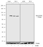 Phospho-MAPKAP1 (Thr86) Recombinant Superclonal™ Antibody