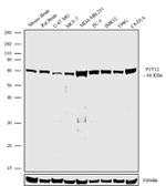 P2Y12 Recombinant Superclonal™ Antibody