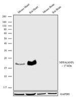 ANP Recombinant Superclonal™ Antibody (17 HCLC)