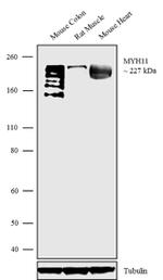MYH11 Antibody in Western Blot (WB)