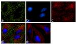 eIF4A2 Recombinant Superclonal™ Antibody (10HCLC)