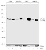 HRI Recombinant Superclonal™ Antibody (7HCLC)