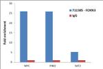 FOXN3 Antibody in ChIP Assay (ChIP)