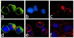 JAK3 Recombinant Superclonal™ Antibody (7HCLC)