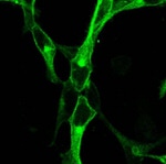 mGluR4 Recombinant Superclonal™ Antibody (6HCLC)
