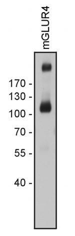 mGluR4 Antibody in Western Blot (WB)