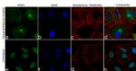 MSK1 Recombinant Superclonal™ Antibody