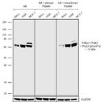 Phospho-PAK4/6/7 (Ser474) Antibody in Western Blot (WB)