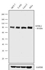 B-Myb Recombinant Superclonal™ Antibody (5HCLC)