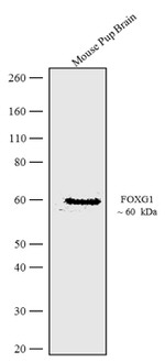 FOXG1 Recombinant Superclonal™ Antibody