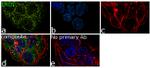 ERO1L Recombinant Superclonal™ Antibody