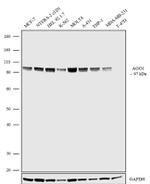 AGO1 Recombinant Superclonal™ Antibody