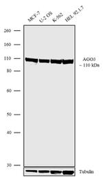Argonaute 3 Recombinant Superclonal™ Antibody