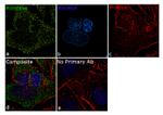 Aldolase A Recombinant Superclonal™ Antibody